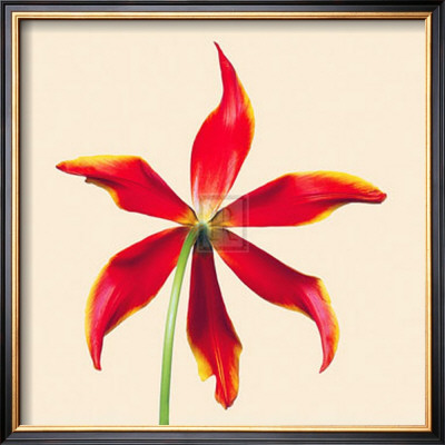Bloom V by Max Carter Pricing Limited Edition Print image
