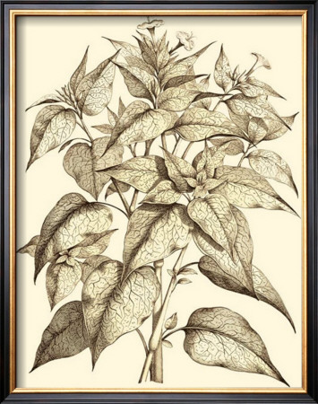 Sepia Munting Foliage Iii by Abraham Munting Pricing Limited Edition Print image