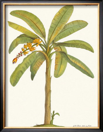 Banana Plant by Georg Dionysius Ehret Pricing Limited Edition Print image