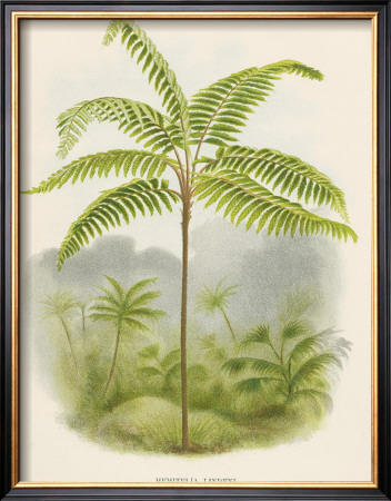 Tree Fern (Hemitelia Lindeni) by Georg Dionysius Ehret Pricing Limited Edition Print image