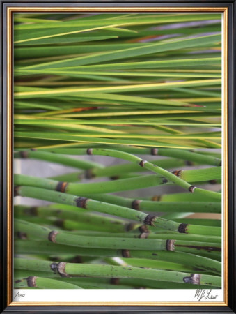 Secret Garden I by M.J. Lew Pricing Limited Edition Print image