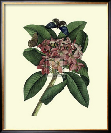 Plumeria by Georg Dionysius Ehret Pricing Limited Edition Print image