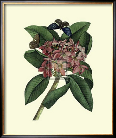 Plumeria by Georg Dionysius Ehret Pricing Limited Edition Print image