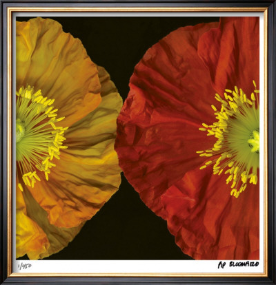 Red & Yellow Poppy Ii by Pip Bloomfield Pricing Limited Edition Print image