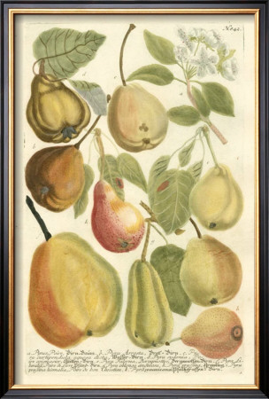 Plentiful Pears Ii by Johann Wilhelm Weinmann Pricing Limited Edition Print image