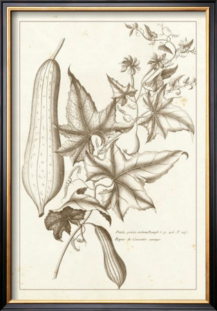 Sepia Exotics Iv by Pierre-Joseph Buchoz Pricing Limited Edition Print image