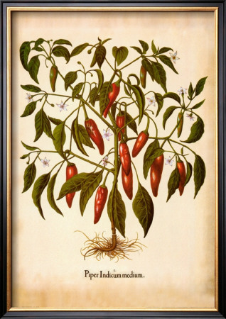 L'herbier Ii by Basilius Besler Pricing Limited Edition Print image