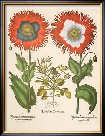 Vegetables by Basilius Besler Pricing Limited Edition Print image