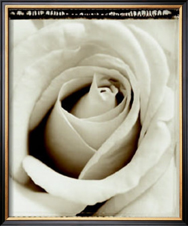 Rose Swirl by Alan Majchrowicz Pricing Limited Edition Print image