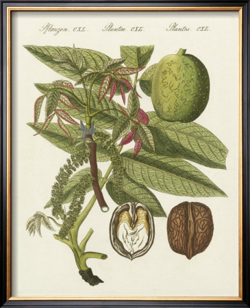 Walnut by Bertuch Pricing Limited Edition Print image