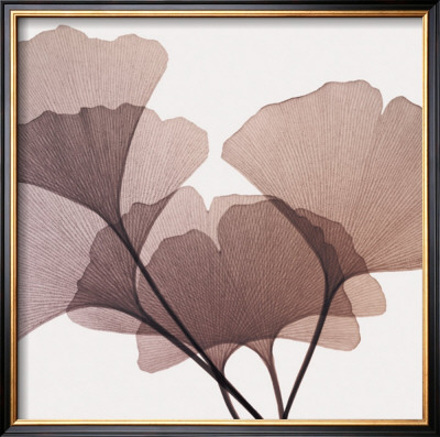 Ginkgo Leaves I by Steven N. Meyers Pricing Limited Edition Print image