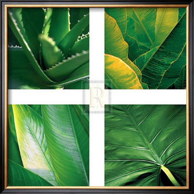Flora Tropical by Tony Koukos Pricing Limited Edition Print image