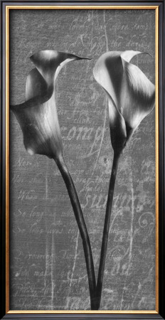Calla Lily Sonnet Ii by Adrian Jendrasik Pricing Limited Edition Print image