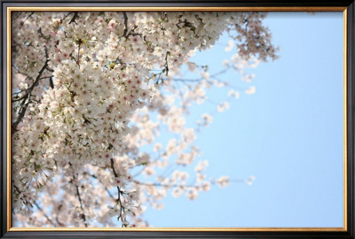 Japanese Cherry Blossom, Sakura Iii by Ryuji Adachi Pricing Limited Edition Print image