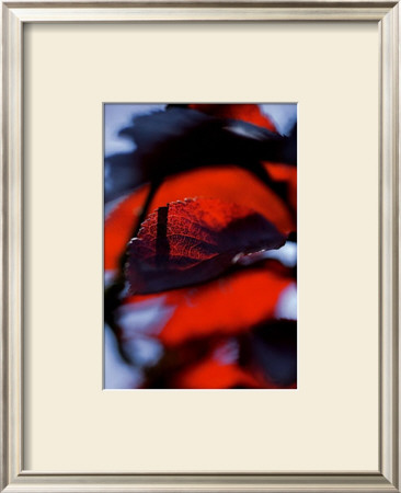 Vigne Vierge by Marc Ayrault Pricing Limited Edition Print image