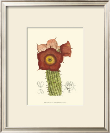 Flowering Cactus Ii by Samuel Curtis Pricing Limited Edition Print image