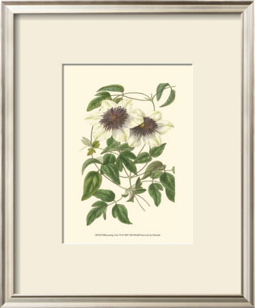 Blossoming Vine Vi by Sydenham Teast Edwards Pricing Limited Edition Print image