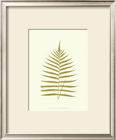 Lowes Fern Iv by Edward Lowe Pricing Limited Edition Print image