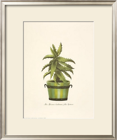 Cacti In A Green Pot by Johann Wilhelm Weinmann Pricing Limited Edition Print image