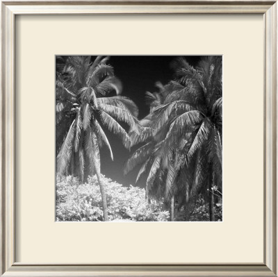 Palm Trees Iii by Jean-François Dupuis Pricing Limited Edition Print image