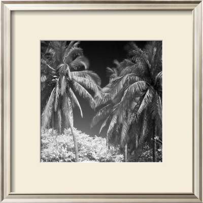 Palm Trees Iii by Jean-Francois Dupuis Pricing Limited Edition Print image