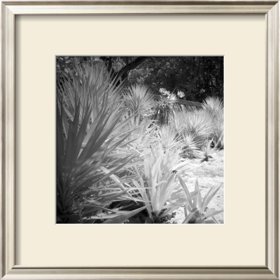 Tropical Plants Ii by Jean-François Dupuis Pricing Limited Edition Print image
