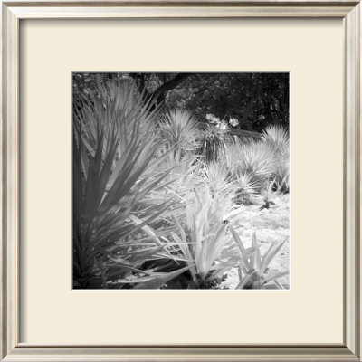 Tropical Plants Ii by Jean-Francois Dupuis Pricing Limited Edition Print image