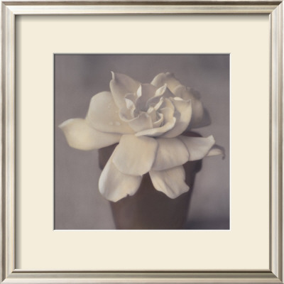 Gardenia In Clay Pot by Carnochan Pricing Limited Edition Print image