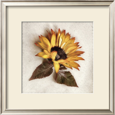 Sand Sunflower by Donna Geissler Pricing Limited Edition Print image