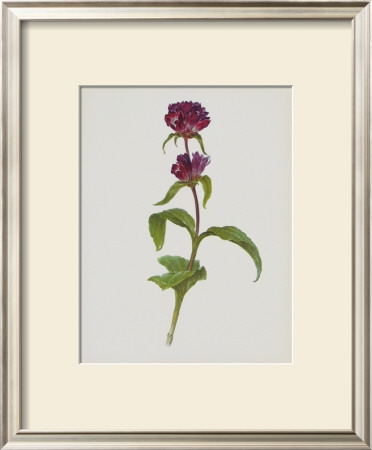 Dreary Purple Gentian by Moritz Michael Daffinger Pricing Limited Edition Print image