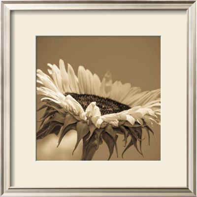 Sepia Sunflower Ii by Jean-Francois Dupuis Pricing Limited Edition Print image