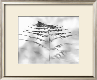 White Black Fern by Steven Mitchell Pricing Limited Edition Print image