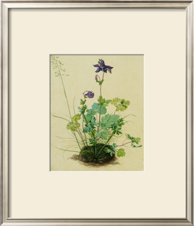 Columbine by Albrecht Dürer Pricing Limited Edition Print image