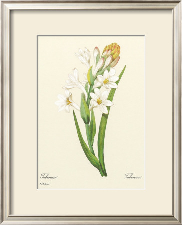 White Tuberose by Pierre-Joseph Redouté Pricing Limited Edition Print image