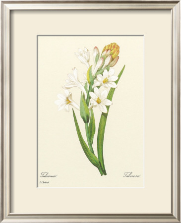 White Tuberose by Pierre-Joseph Redoute Pricing Limited Edition Print image