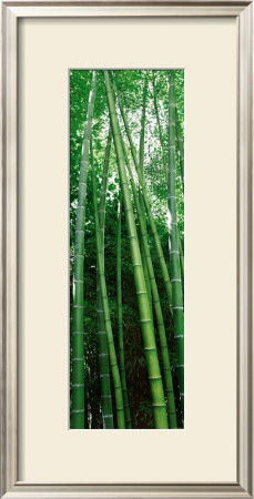 Vertical Zen by Guillaume Plisson Pricing Limited Edition Print image