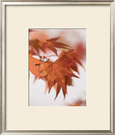 Indian Summer by Sara Deluca Pricing Limited Edition Print image