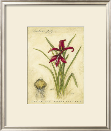 Jacobean Lily by Meg Page Pricing Limited Edition Print image
