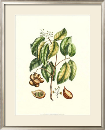 Buchoz Exotics Ii by Pierre-Joseph Redoute Pricing Limited Edition Print image