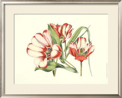Melissa's Flowers Iii by Samuel Curtis Pricing Limited Edition Print image