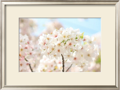 Japanese Cherry Blossom, Sakura Ii by Ryuji Adachi Pricing Limited Edition Print image