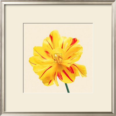 Bloom Iii by Max Carter Pricing Limited Edition Print image