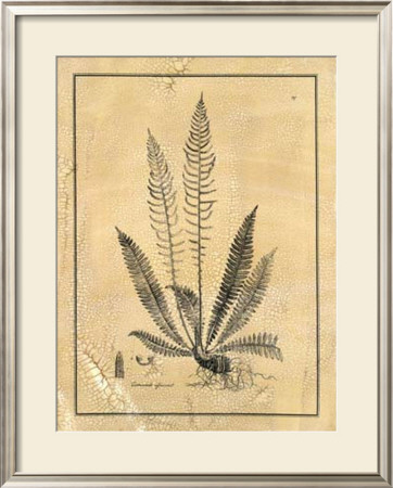 Fern I by Samuel Curtis Pricing Limited Edition Print image