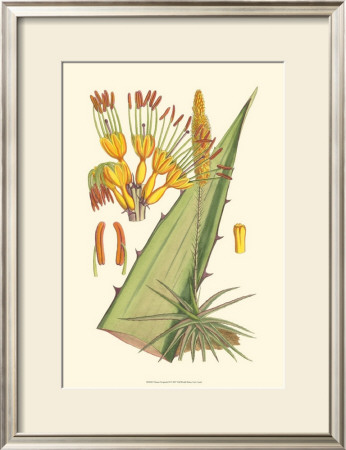 Vibrant Tropicals Ii by Samuel Curtis Pricing Limited Edition Print image