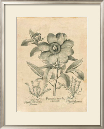 Besler Peonie I by Basilius Besler Pricing Limited Edition Print image