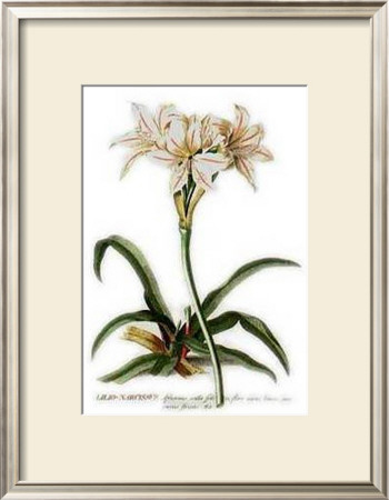 Lilo Narcissus by Georg Dionysius Ehret Pricing Limited Edition Print image