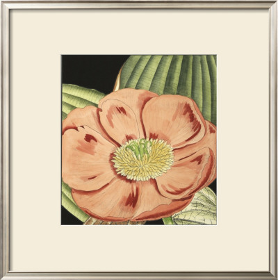 Radiant Blooms Iii by Samuel Curtis Pricing Limited Edition Print image