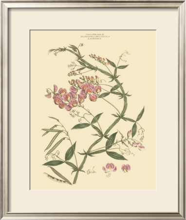 Blushing Pink Florals Vi by John Miller (Johann Sebastien Mueller) Pricing Limited Edition Print image
