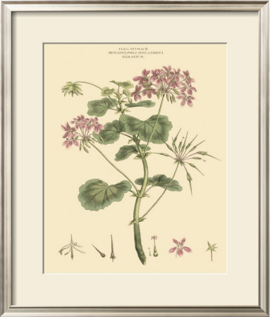 Blushing Pink Florals Iv by John Miller (Johann Sebastien Mueller) Pricing Limited Edition Print image