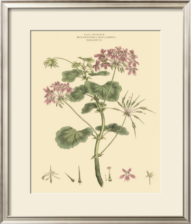 Blushing Pink Florals Iv by John Miller (Johann Sebastien Mueller) Pricing Limited Edition Print image
